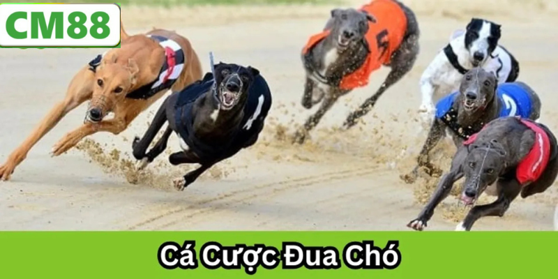 Cá cược đua chó trực tuyến với nhiều tùy chọn cược khác nhau