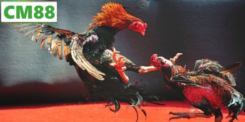 Cách chơi Đá Gà CM88 – Đơn giản và thú vị