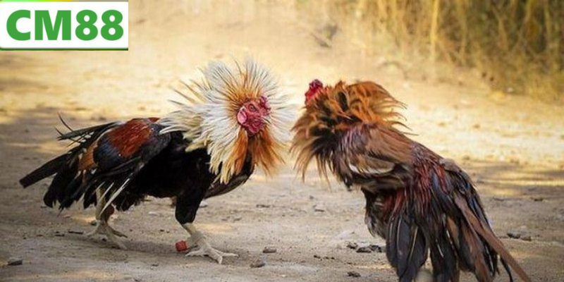 Đá Gà CM88 – Trải nghiệm cá cược đỉnh cao