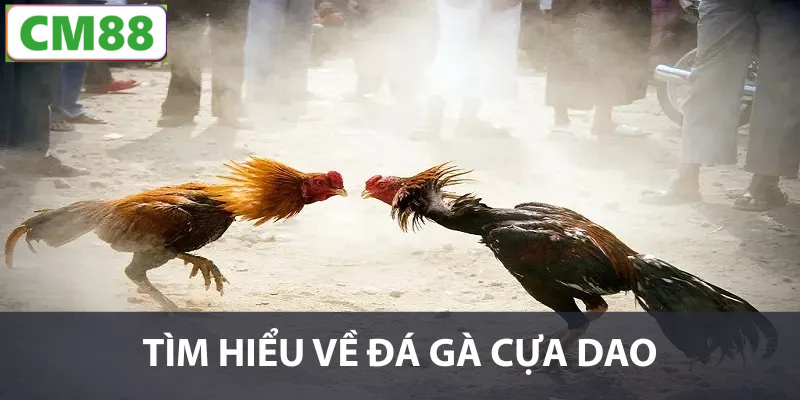 Đá gà cựa dao là gì