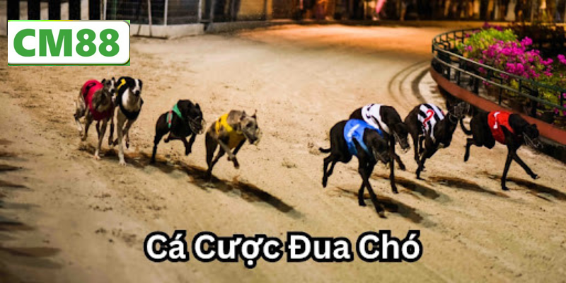 Trận đua chó đầy kịch tính trong các sân đua nổi tiếng